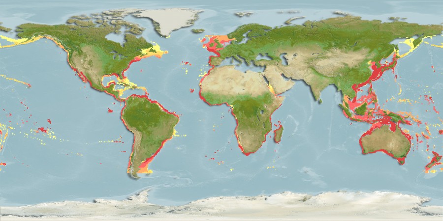 Aquamaps - Computer Generated Native Distribution Map for Sphoeroides pachygaster