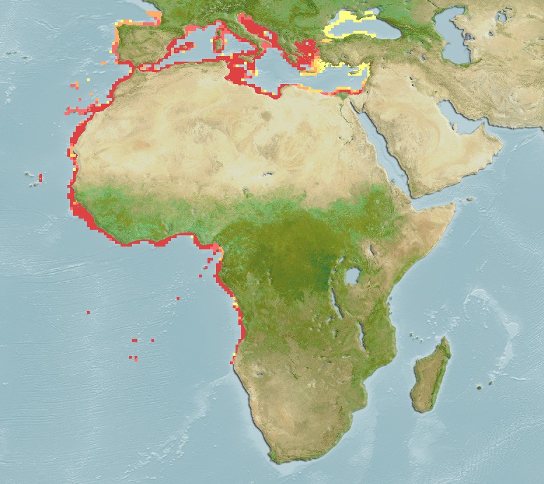 Aquamaps - Computer Generated Native Distribution Map for Dentex gibbosus