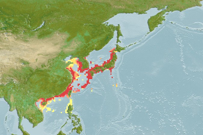 Aquamaps - Computer Generated Native Distribution Map for Lateolabrax japonicus