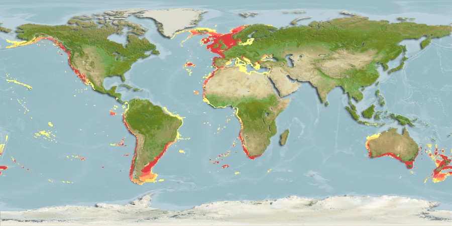 Aquamaps - Computer Generated Native Distribution Map for Galeorhinus galeus