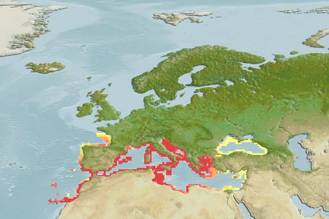 Aquamaps - Computer Generated Native Distribution Map for Spicara maena