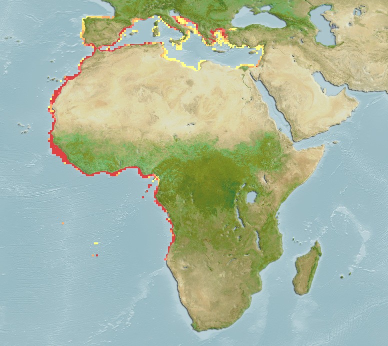 Aquamaps - Computer Generated Native Distribution Map for Rhinobatos rhinobatos