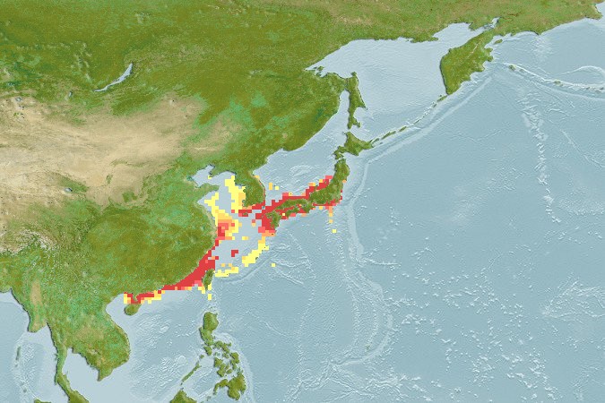 Aquamaps - Computer Generated Native Distribution Map for Epinephelus akaara