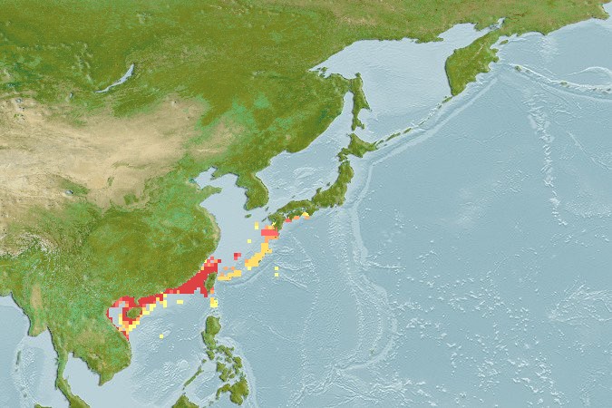Aquamaps - Computer Generated Native Distribution Map for Acanthopagrus latus