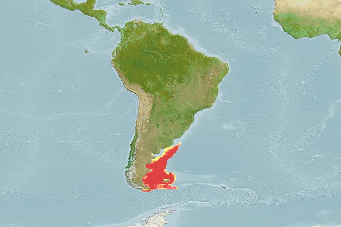 Aquamaps - Computer Generated Native Distribution Map for Patagonotothen ramsayi