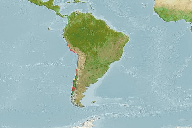 Aquamaps - Computer Generated Native Distribution Map for Prolatilus jugularis