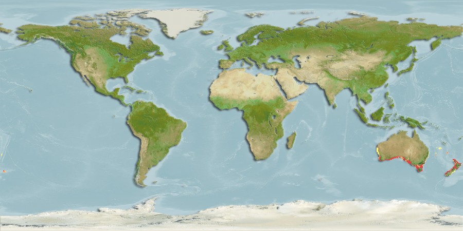 Aquamaps - Computer Generated Native Distribution Map for Aldrichetta forsteri