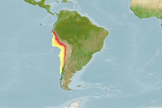 Aquamaps - Computer Generated Native Distribution Map for Engraulis ringens