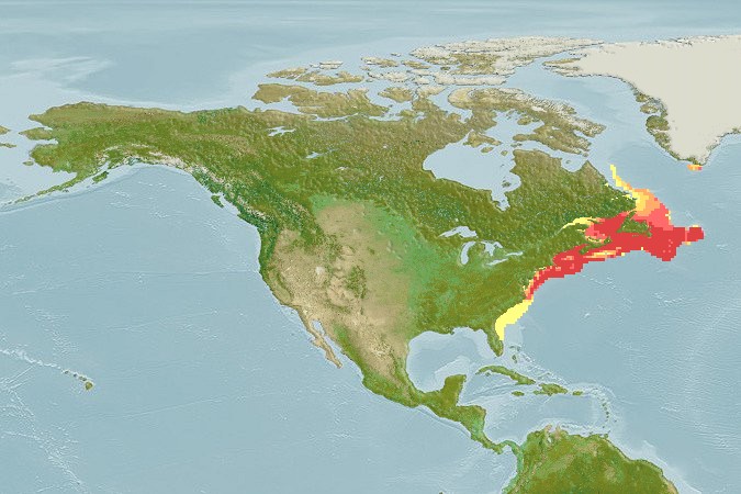 Aquamaps - Computer Generated Native Distribution Map for Lophius americanus