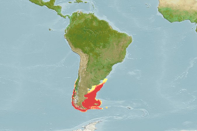 Aquamaps - Computer Generated Native Distribution Map for Macruronus magellanicus