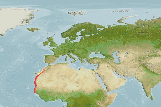Aquamaps - Computer Generated Native Distribution Map for Merluccius senegalensis