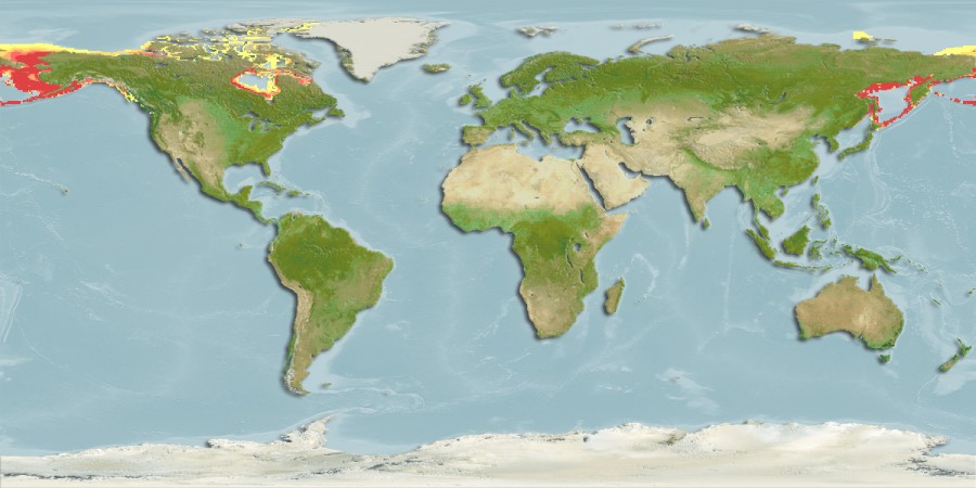 Aquamaps - Computer Generated Native Distribution Map for Anarhichas orientalis