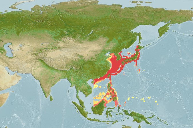 Aquamaps - Computer Generated Native Distribution Map for Engraulis japonicus