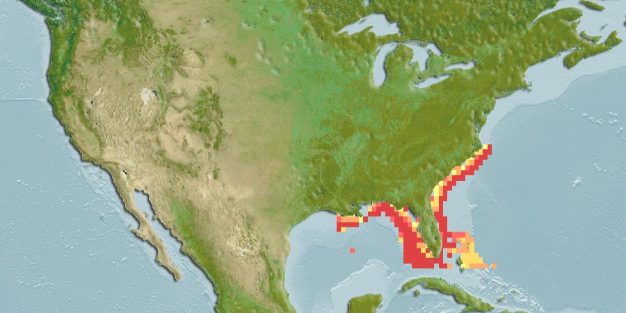 Aquamaps - Computer Generated Native Distribution Map for Epinephelus drummondhayi
