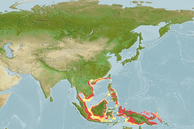 Aquamaps - Computer Generated Native Distribution Map for Gymnocranius frenatus