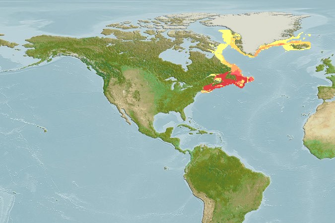 Aquamaps - Computer Generated Native Distribution Map for Sebastes fasciatus