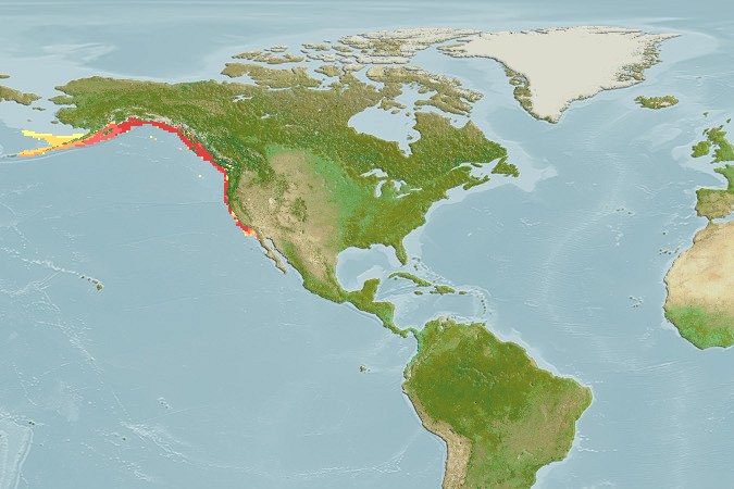 Aquamaps - Computer Generated Native Distribution Map for Sebastes paucispinis