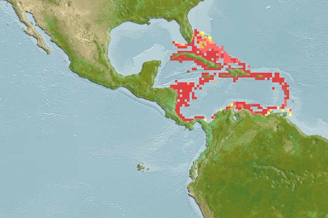 Aquamaps - Computer Generated Native Distribution Map for Serranus chionaraia