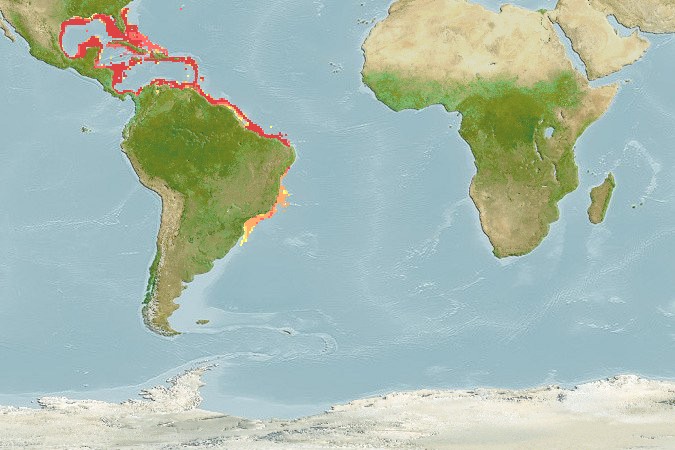 Aquamaps - Computer Generated Native Distribution Map for Serranus phoebe