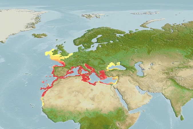 Aquamaps - Computer Generated Native Distribution Map for Uranoscopus scaber