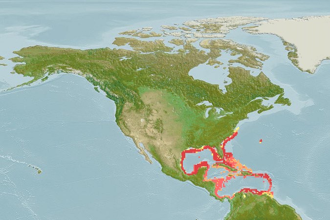 Aquamaps - Computer Generated Native Distribution Map for Prionotus alatus