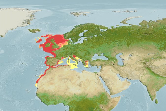 Aquamaps - Computer Generated Native Distribution Map for Raja montagui