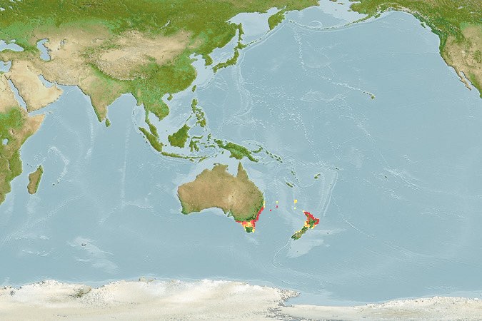 Aquamaps - Computer Generated Native Distribution Map for Suezichthys aylingi