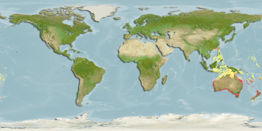 Aquamaps - Computer Generated Native Distribution Map for Sphyraena novaehollandiae