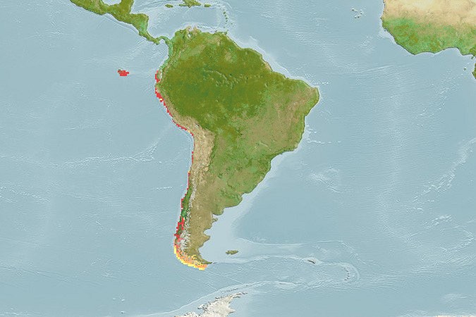 Aquamaps - Computer Generated Native Distribution Map for Mustelus mento