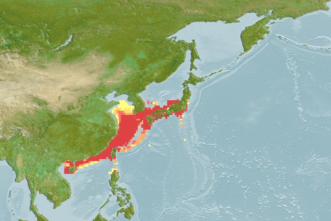 Aquamaps - Computer Generated Native Distribution Map for Epinephelus bruneus
