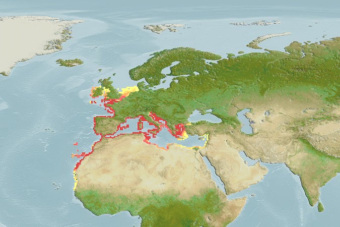 Aquamaps - Computer Generated Native Distribution Map for Gobius cruentatus