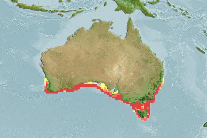 Aquamaps - Computer Generated Native Distribution Map for Argentina australiae