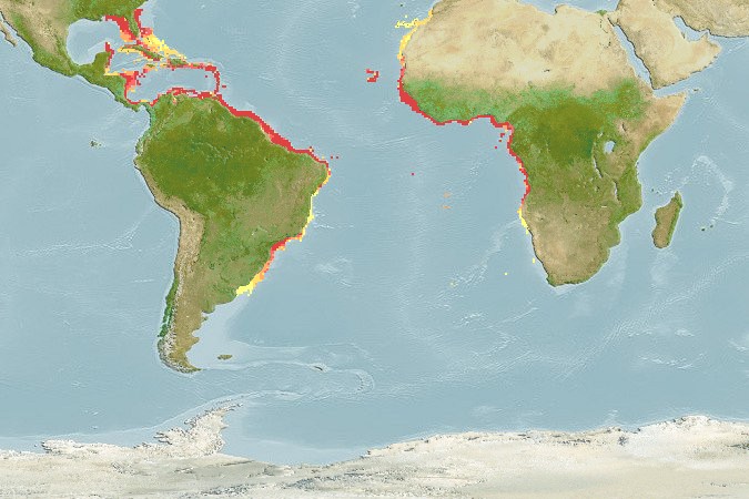 Aquamaps - Computer Generated Native Distribution Map for Pristis pectinata