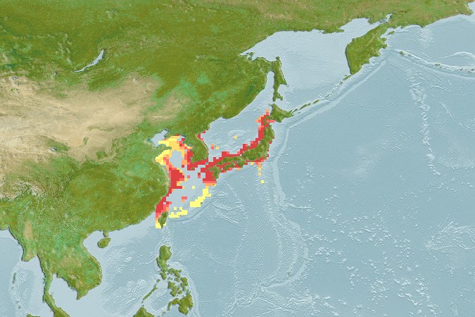 Aquamaps - Computer Generated Native Distribution Map for Hyporhamphus sajori