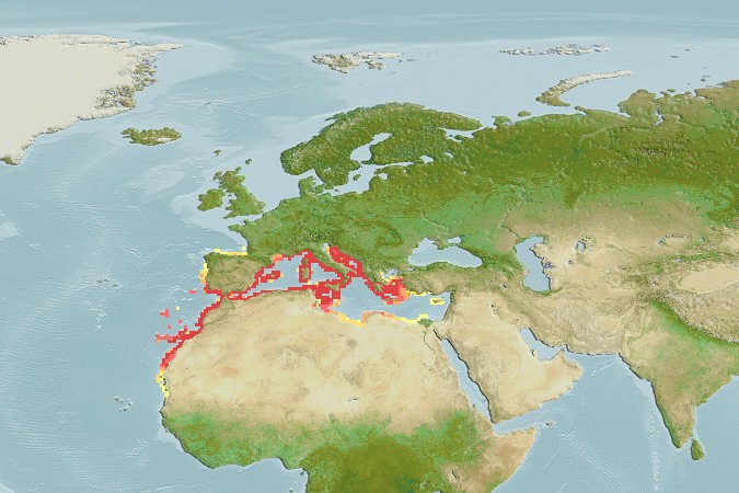 Aquamaps - Computer Generated Native Distribution Map for Scorpaena loppei