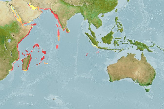 Aquamaps - Computer Generated Native Distribution Map for Bodianus opercularis