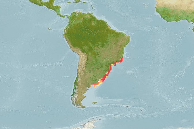 Aquamaps - Computer Generated Native Distribution Map for Mullus argentinae