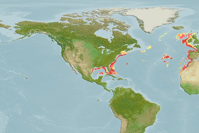 Aquamaps - Computer Generated Native Distribution Map for Trachyscorpia cristulata cristulata