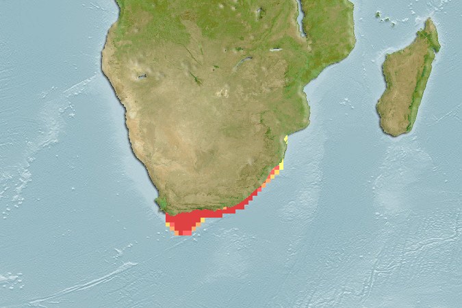 Aquamaps - Computer Generated Native Distribution Map for Scyllarides elisabethae