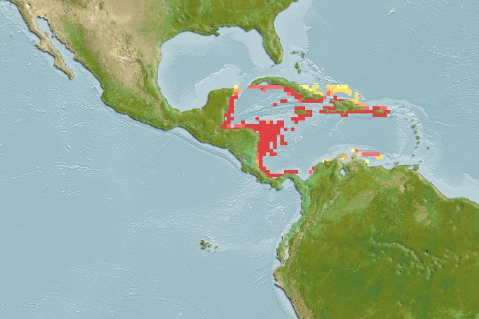 Aquamaps - Computer Generated Native Distribution Map for Amusium laurenti